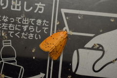 Stigmatophora flava leacrita