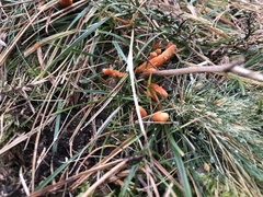 Clavulinopsis sulcata