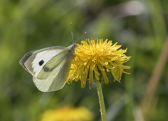 Pieris brassicae