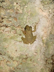 Craugastor yucatanensis
