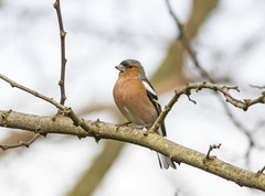 Fringilla coelebs