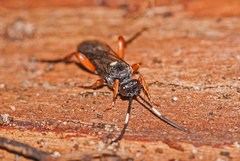 Vulgichneumon saturatorius