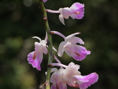 Aerides crispa