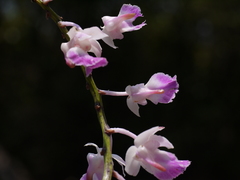 Aerides crispa