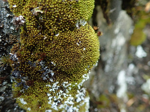 Grimmia torquata