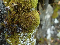 Grimmia torquata