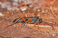 Vulgichneumon saturatorius