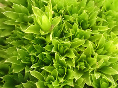 Ptychostomum donianum