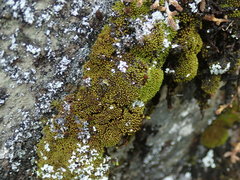Grimmia torquata