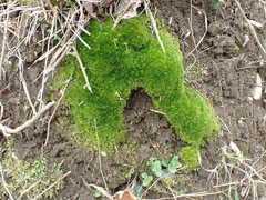 Ptychostomum donianum