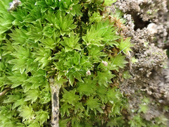 Ptychostomum donianum