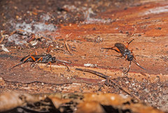 Vulgichneumon saturatorius