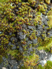 Stigonema tomentosum