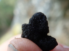 Stigonema tomentosum