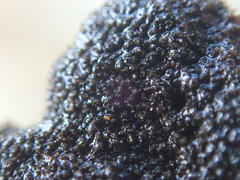 Stigonema tomentosum