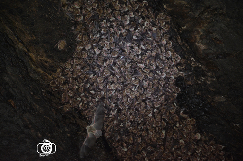 Lesser Mouse-eared Bat