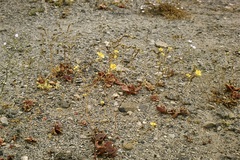 Calandrinia litoralis