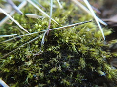 Pleuridium acuminatum