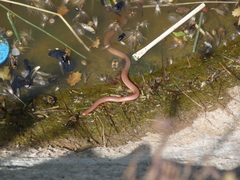 Xerotyphlops vermicularis