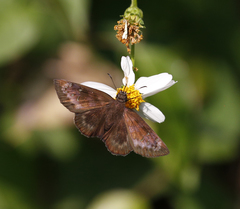 Ephyriades brunnea