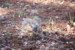Sciurus carolinensis