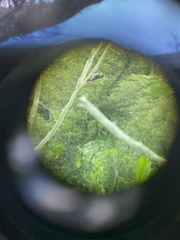 Melanerpes portoricensis