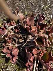 Sarracenia purpurea venosa