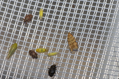 Pseudotelphusa paripunctella