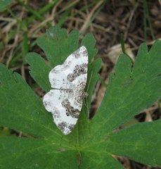 Epirrhoe rivata