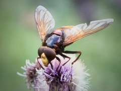 Volucella
