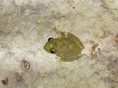 Craugastor yucatanensis