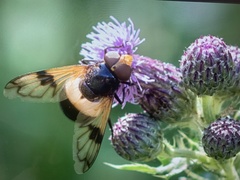 Volucella