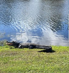 Alligator mississippiensis