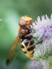 Volucella