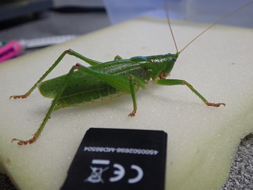 Photo of Destructive Katydid (Austrosalomona destructor)