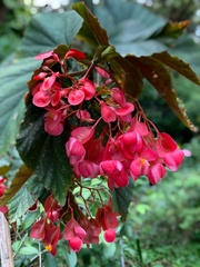 Begonia × albopicta