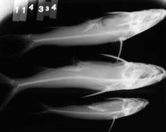 Maya Sea Catfish photo 2