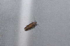Teleiopsis diffinis