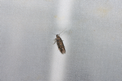 Teleiopsis diffinis