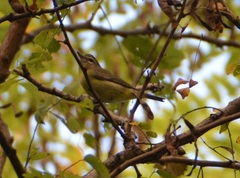 Vireo philadelphicus
