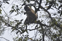 Trachypithecus pileatus