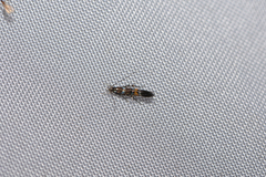 Cosmopterix zieglerella