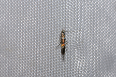Cosmopterix zieglerella