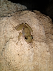 Craugastor yucatanensis