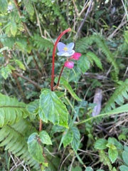 Begonia decandra