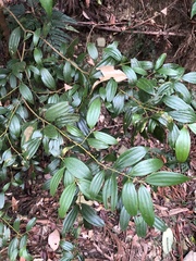 Cinnamomum subavenium