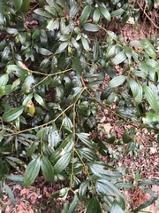 Cinnamomum subavenium