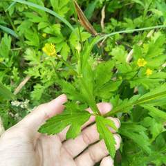 Ranunculus chinensis