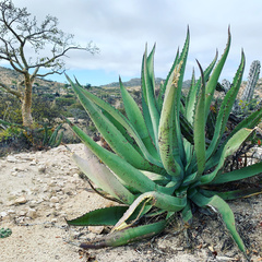 Agave aurea