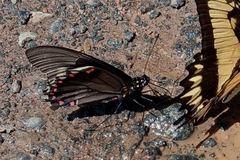 Battus polydamas